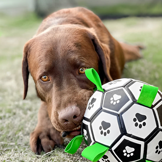 Balle de Jouet pour Chien